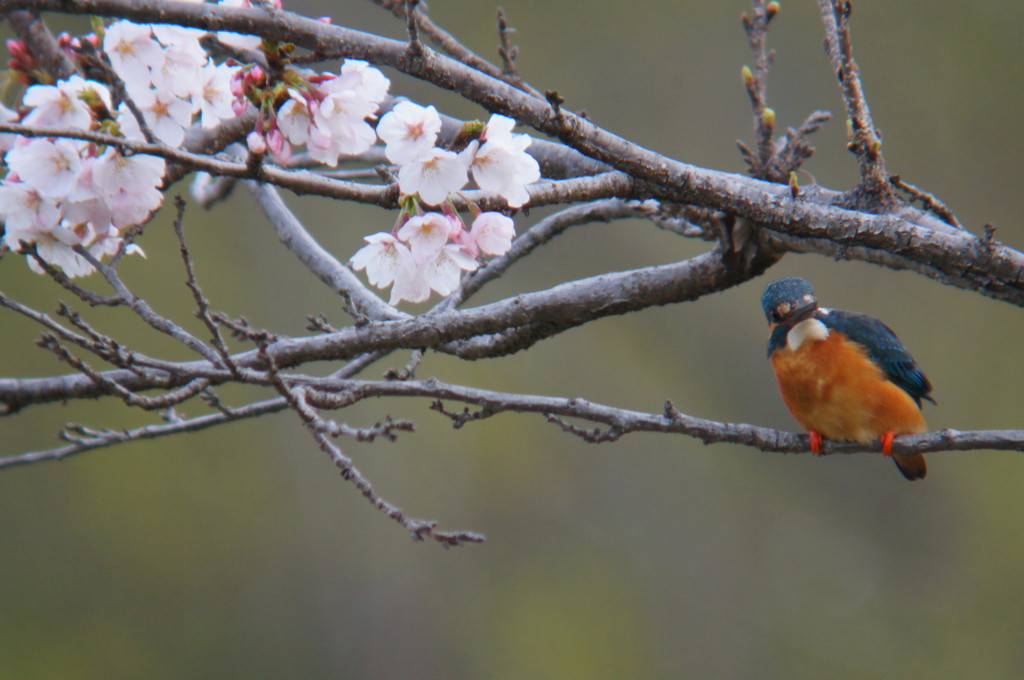 桜？カワセミ