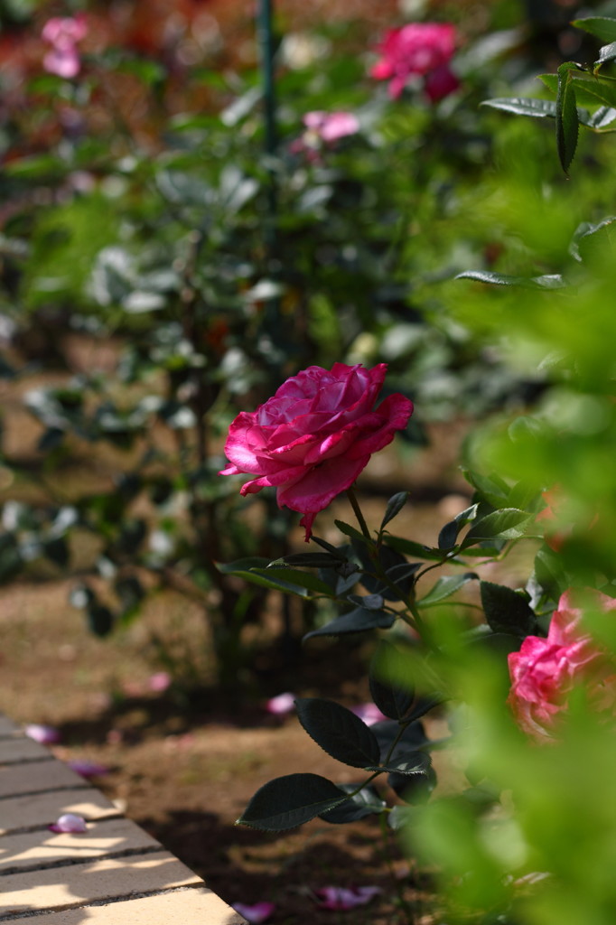 rose garden15柏の葉公園