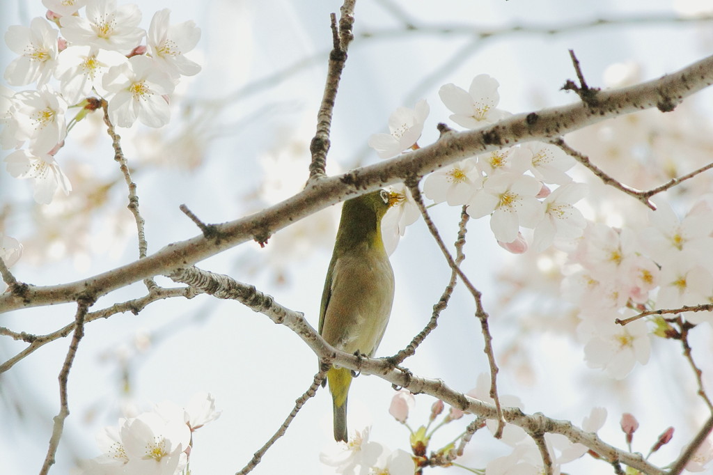 桜メジロ