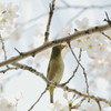 桜メジロ