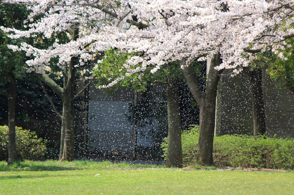 桜吹雪