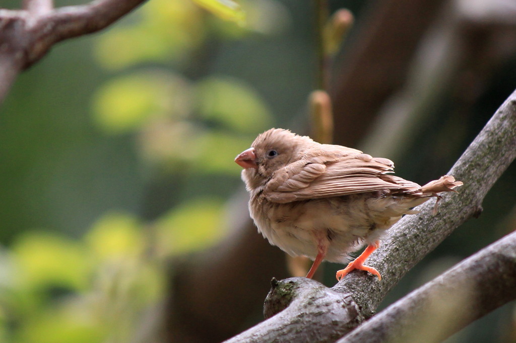 これ、なんですか？