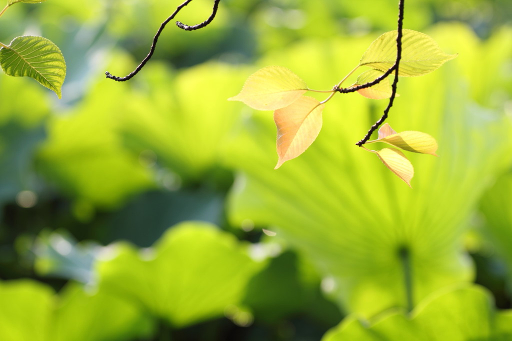 桜と蓮の葉っぱ。。。