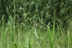 オオヨシキリ？