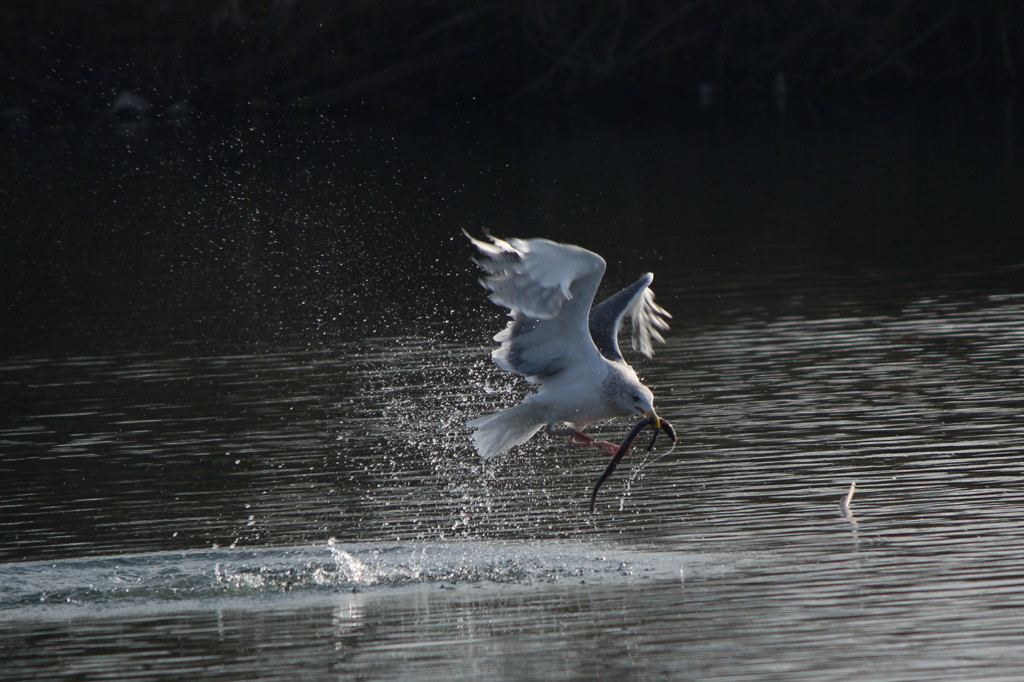 かなり良いものを・・・