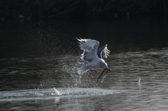 かなり良いものを・・・