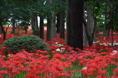 彼岸花のある風景９