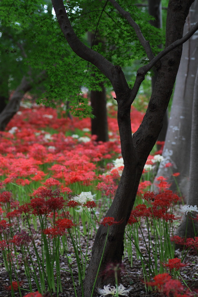 彼岸花のある風景１０