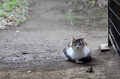 お気に入りの野良ちゃんです。。。(^^)