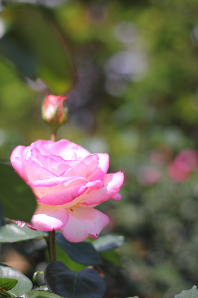 rose garden11柏の葉公園