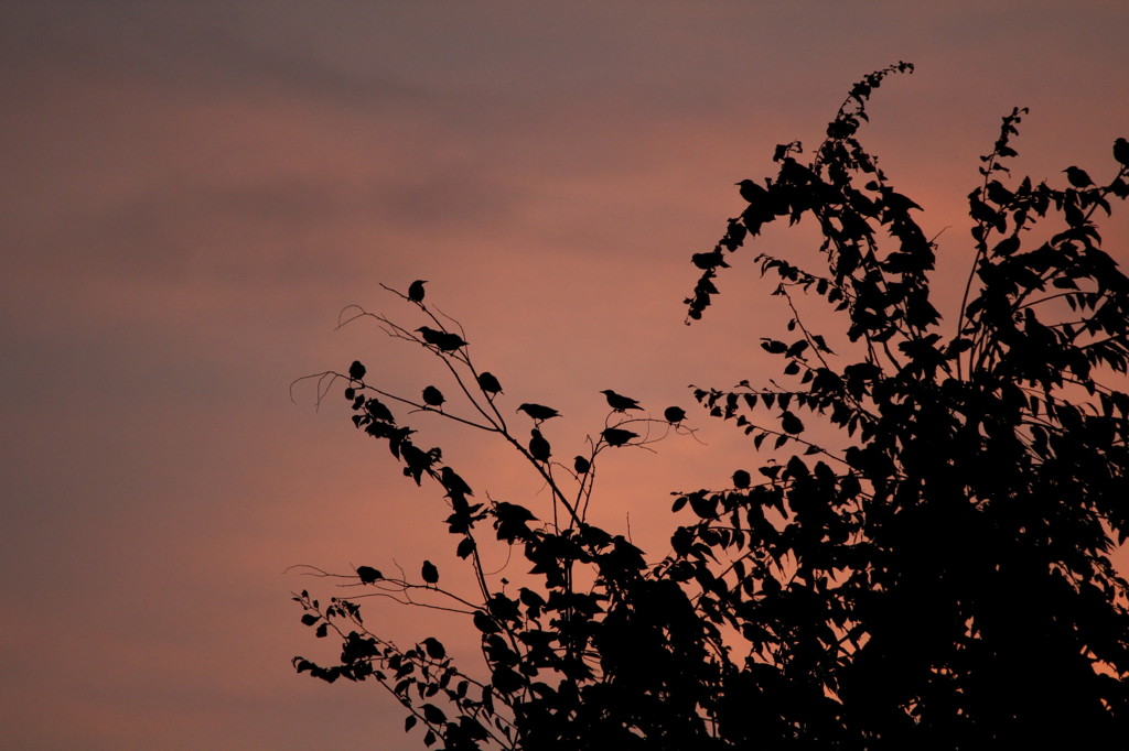 ムクドリ・・・