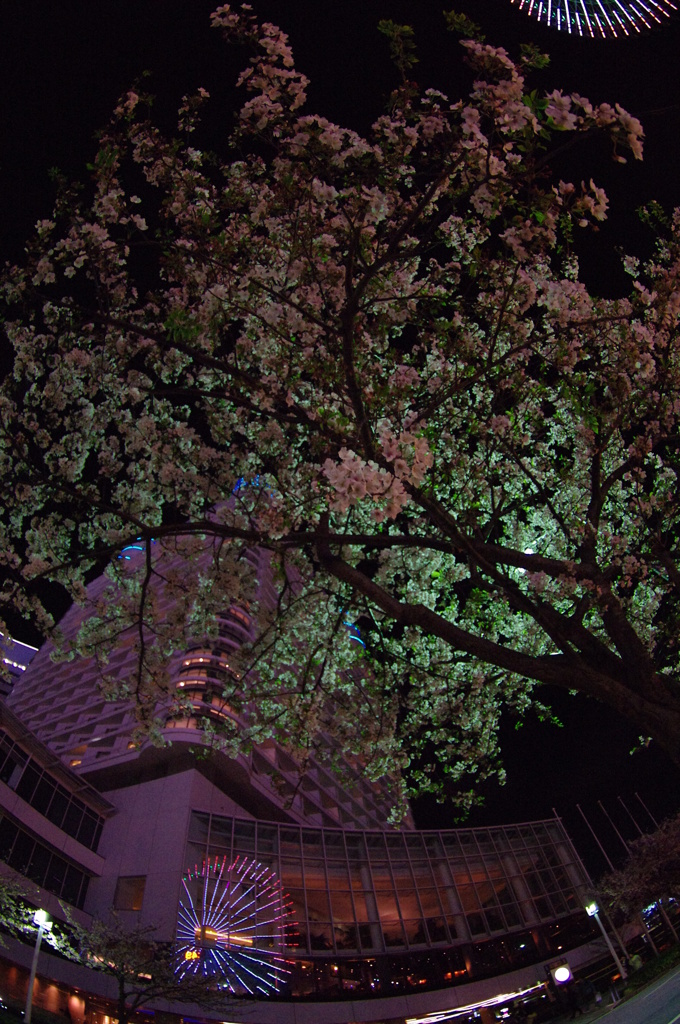 桜と花火。