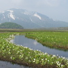 尾瀬_20110610_3