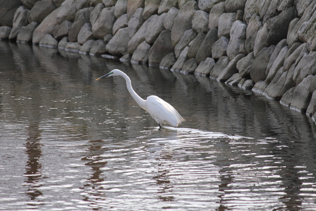 photo499197