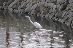 photo499197