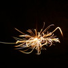 fireworks　舞