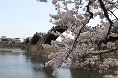 五橋の桜