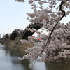 五橋の桜