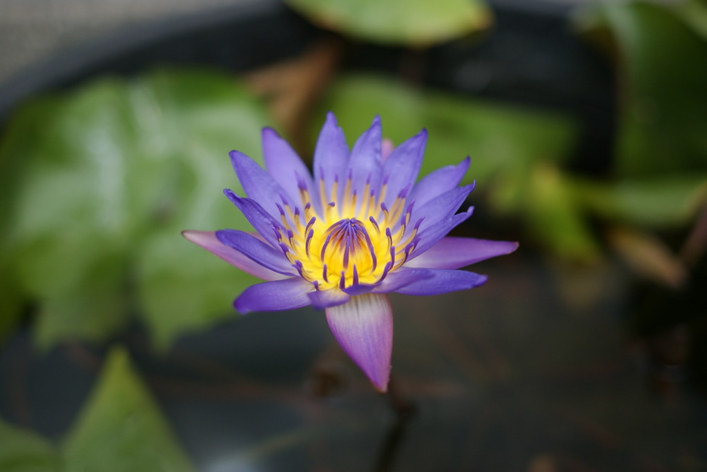 蓮