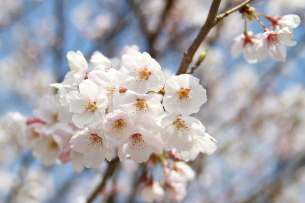 桜