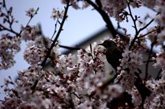 狙われる桜