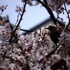 狙われる桜