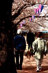 和と若者と桜