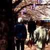 和と若者と桜