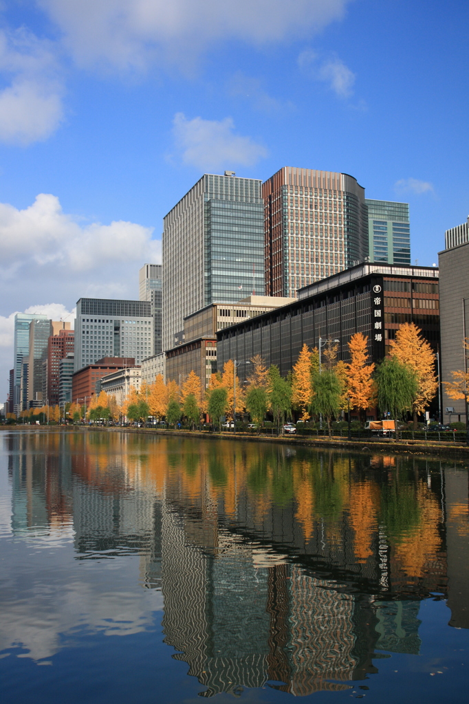 黄色い街路樹2014