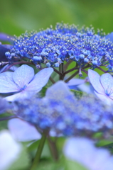紫陽花