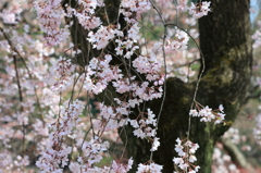 小石川後楽園枝垂桜