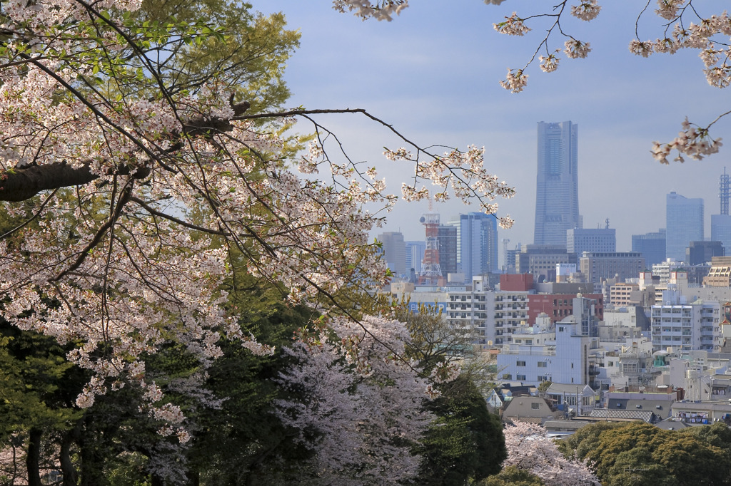 横浜春の情景