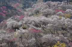 吉野梅郷