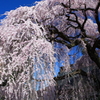 慈雲寺イトザクラ