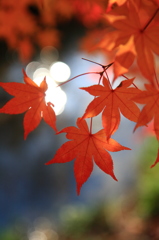 川辺の紅葉