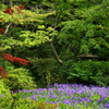 燕子花のある庭