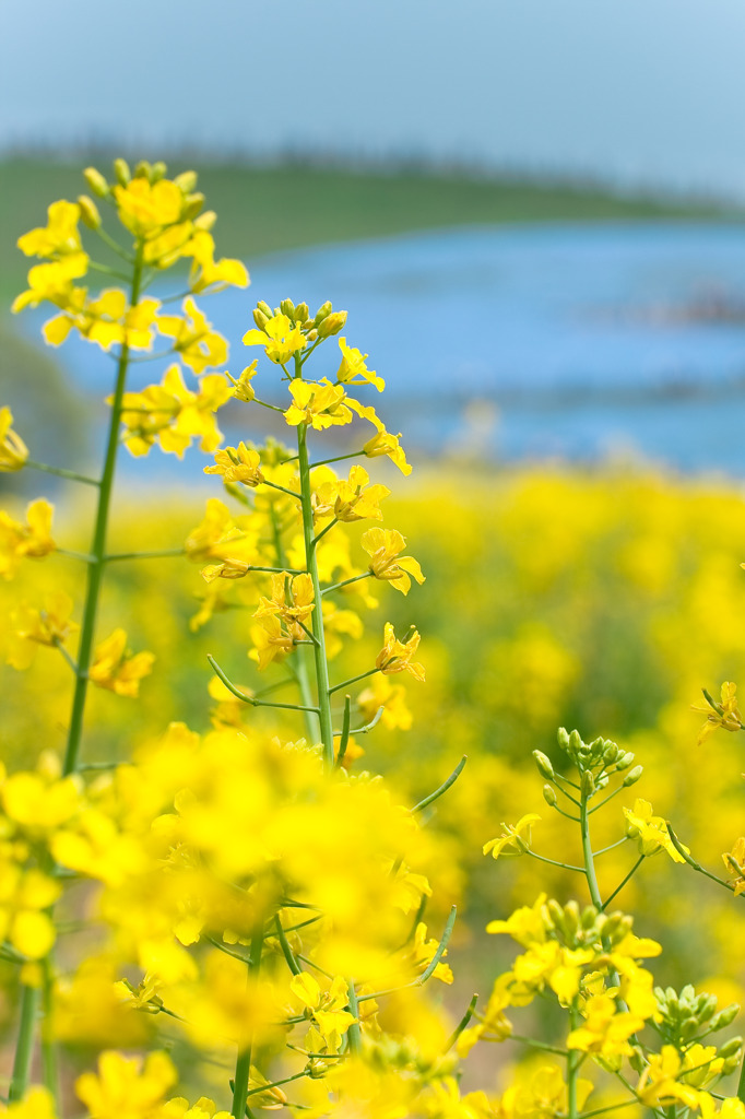 菜の花～みはらしの丘をバックに