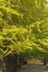 yellow arch