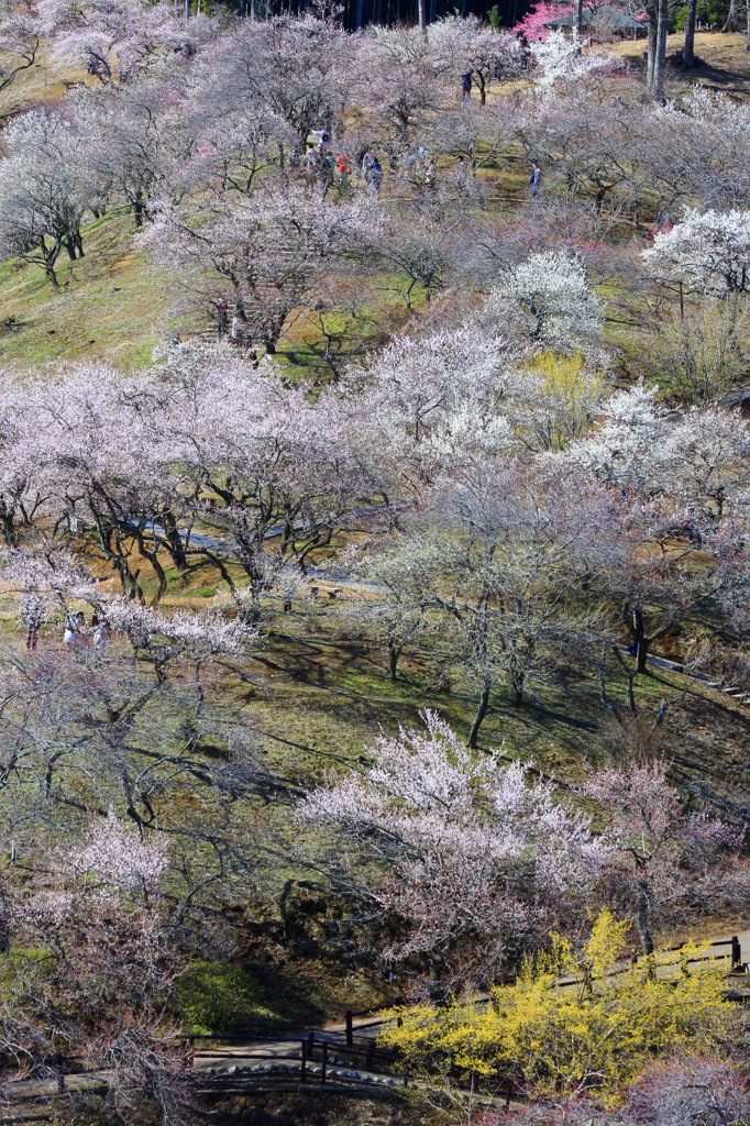 春の花山