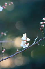 春うららかに