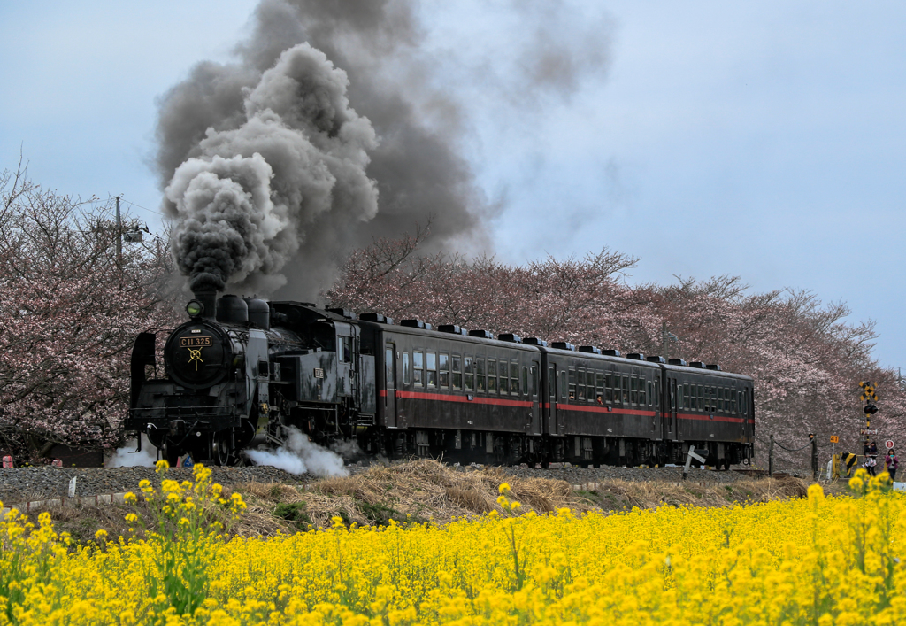 真岡鐡道　桜咲いてません1