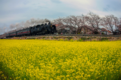 真岡鐡道　桜咲いてません3