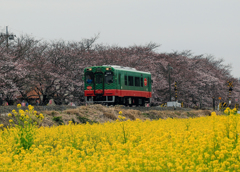 真岡鐡道　桜咲いてません4