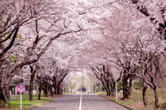 桜トンネル