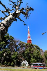 芝公園から