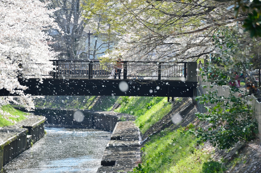 桜吹雪を撮る人