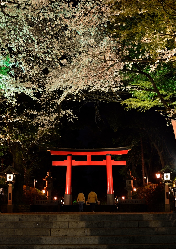 夜桜デート