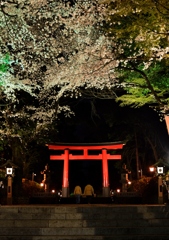夜桜デート