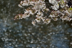 petal flow