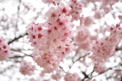 寒桜ぶどうなり